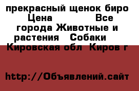 прекрасный щенок биро › Цена ­ 20 000 - Все города Животные и растения » Собаки   . Кировская обл.,Киров г.